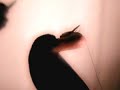 A Boy Brushed Red... - Underoath