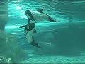 Aquatica Aquatica