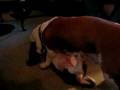 videos de brutus maximus altavilla vs. albert wellington lehman