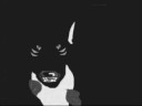 RE: True Wolf Fans-ONLY