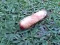 Worm on Golf Tee Box