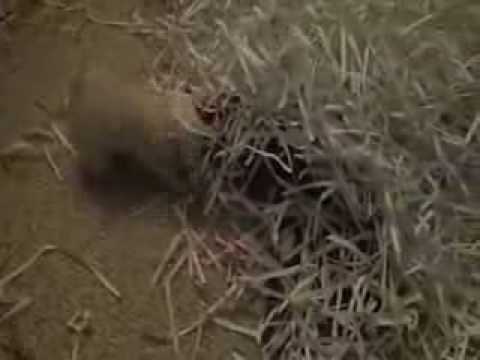 Ferret Frenzy