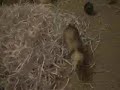 Ferret Frenzy