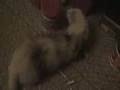 Ferret Frenzy