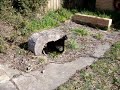 Widget The Cat meets the Wrens - Closed Caption for the Deaf or Hard Hearing