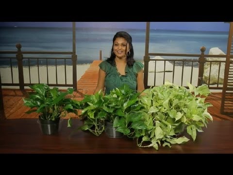 how to transplant golden pothos