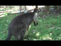 montreal2melbourne.com The first wallaby I fed turned out to be a mother, and we witnessed a little joey climb into her pouch - it was very cool!
