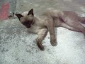 Abandoned Siamese day#4 Abandoned Siamese day#4