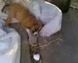 videos de perro vs gato