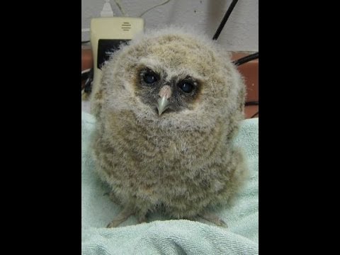 how to take care of a baby owl
