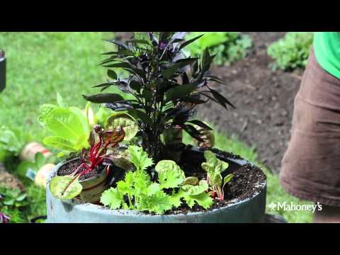 Uncle Mike demonstrates how to plant cold crops in containers.