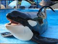 orcas dont belong in human hands *new*