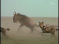 African Wild Dog Hunting