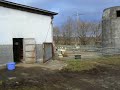 NASU-ALPACA-FARM-2