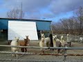 NASU ALPACA FARM 2