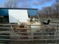 NASU-ALPACA-FARM-2