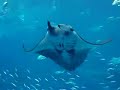 O Okinawa Churaumi Aquariumé o segundo maior aquário marinho do mundo e orgulho dos japoneses. Localizado em Motobu, na ilha de Okinawa, a poucos metros do mar, ele foi construído em 2002 e toda a vida marinha do antigo aquário foi transferida para as novas instalações. A grande atração é o tanque de 7.500 metros cúbicos de água. Construído especialmente para abrigar espécies gigantes de tubarão baleia e raia jamanta, ambos com tamanho imenso, o vidro do aquário é o maior do mundo na categoria, com impressionantes 22. 5 metros de largura e 8.2 metros de altura. O vidro, na verdade de acrílico, tem 60 centímetros de espessura e é construído por várias camadas ajustavas. 