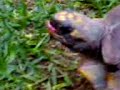 EL REGRESO DE LA TORTUGA CARNIVORA