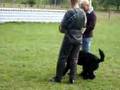 Bouvier-des-Flandres