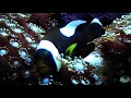 Amphiprion polymnus