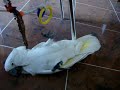 Parrots - Jesse Family - Pretends being shot by a bullet