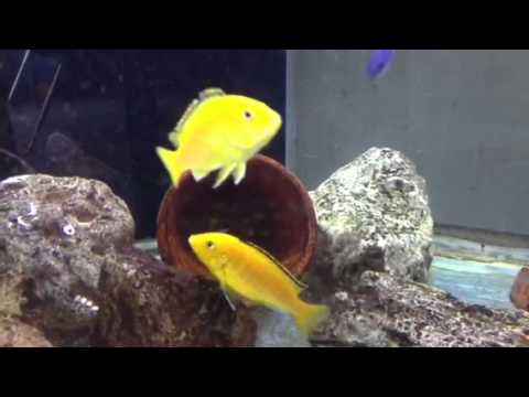 My yellow labs(cichlids) breeding