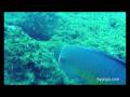 videos de 2 Moçambique Ponta do Ouro 08