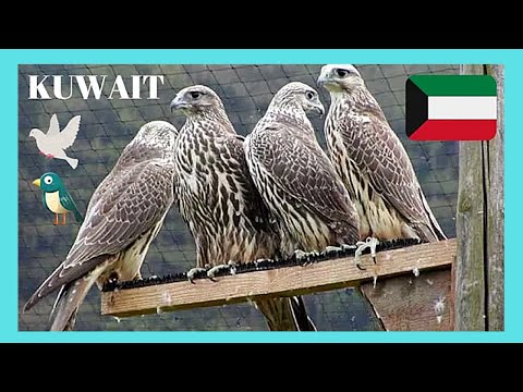 KUWAIT, the controversial street BIRD MARKET at the FRIDAY MARKET