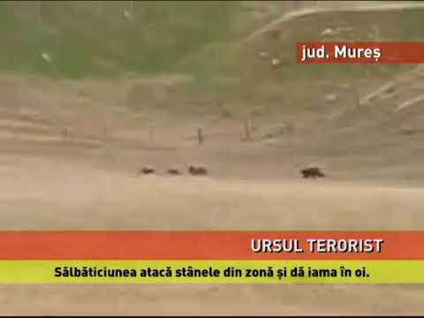 Stânele de oi din județul Mureș, atacate de un urs