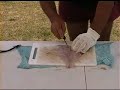 How to Fillet a Snapper
