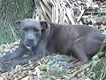 part 1  pitbull dog rescued on 6 7 2007 irish staffordshire
