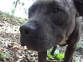 part 1  pitbull dog rescued on 6 7 2007 irish staffordshire