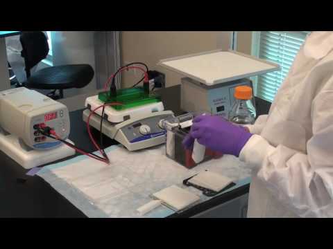 A Step-by-Step Guide to Western Blotting