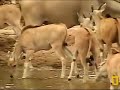 Eland Nusery Herd