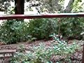 Hakone Gardens : Tea plant area