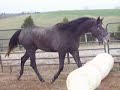 Shagya SA Twin Spires \"Spike\"