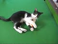 Kitty on a Pool Table