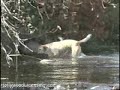 CACHORRO PESCADOR