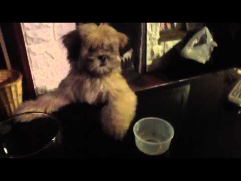 how to treat lhasa apso