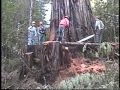 Falling Old Growth Redwood. Humboldt County CA 2002
