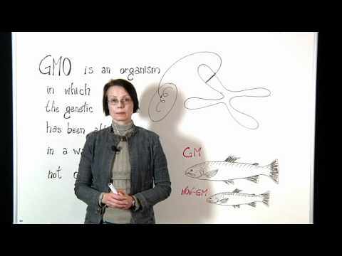 What are GM animals?