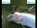 Dead Dragon in China