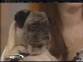 Dog says i love you