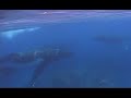 Humpback Whales of Tonga