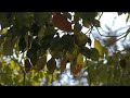 canon-hv20-handson.html