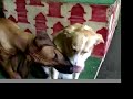 Kingiza the Rhodesian Ridgeback Kingiza the Rhodesian Ridgeback