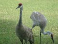 Sandhill Crane in Backyard