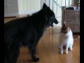 Cat/Dog Fight