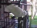 My featherd children