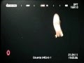 Dumbo Squid at Edvarda, Norway